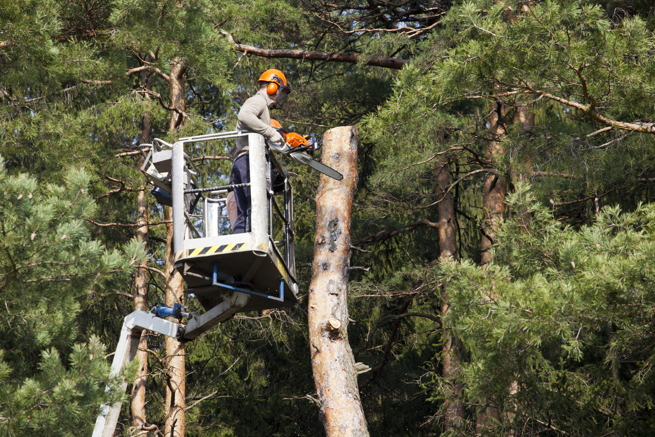tree trimming